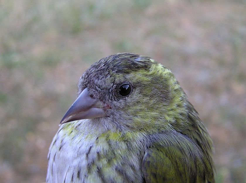 Eurasian Siskin, Sundre 20080607